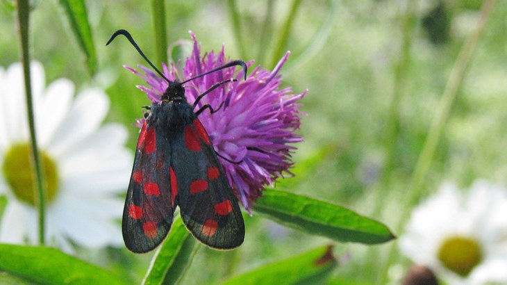 Black butterfly with red spots on purple flower