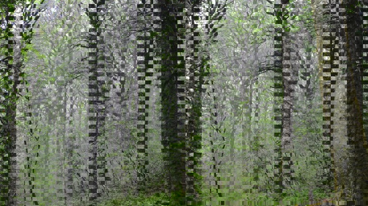 Thick woodland with green leaves and mist